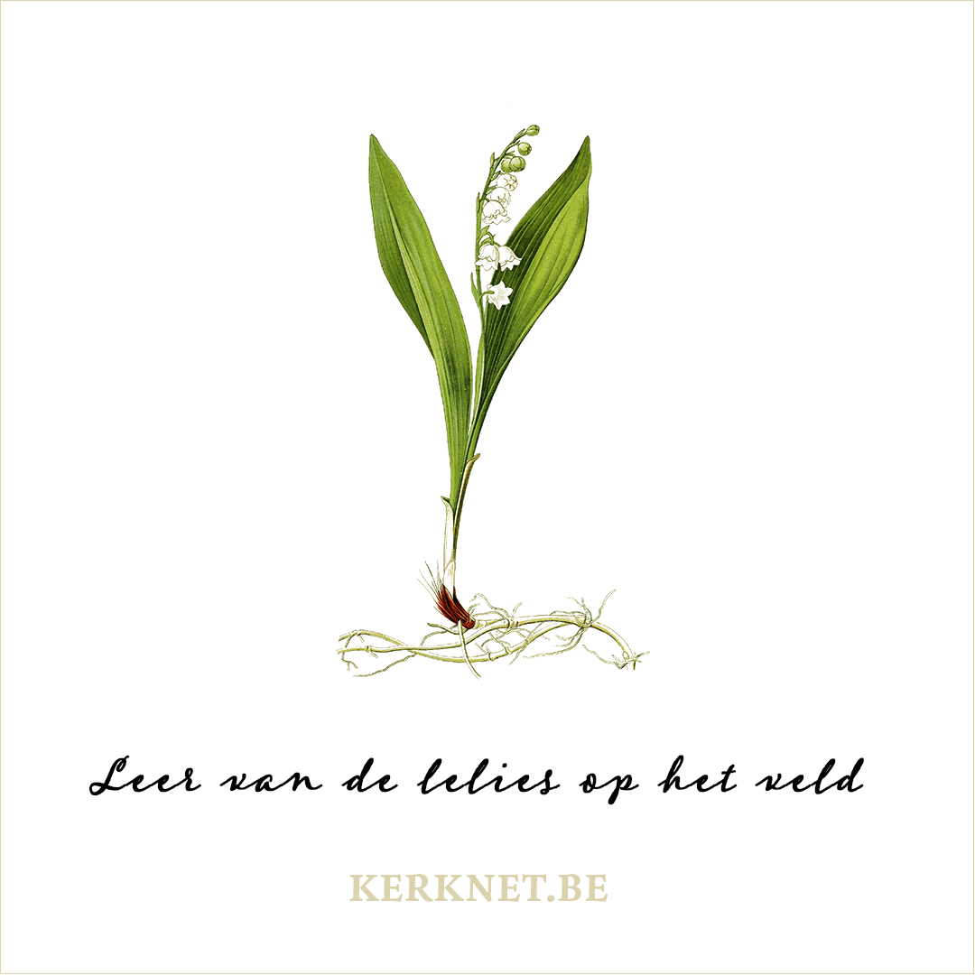 Klik om te delen op Facebook © CC Biodiversity Heritage Library Leer van de lelies op het veld – Jezus