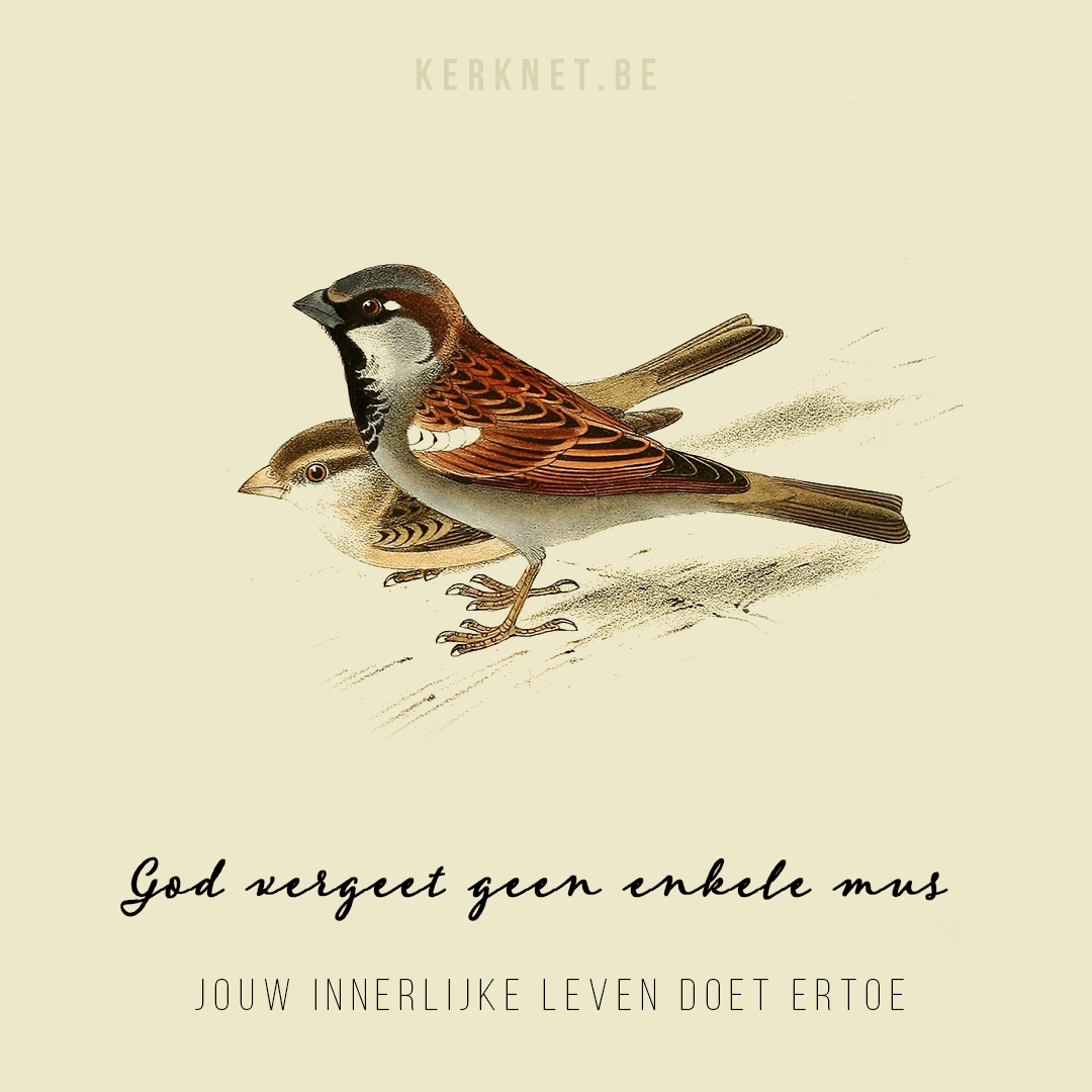 Klik om te delen op Facebook © CC Biodiversity Heritage Library God vergeet geen enkele mus - Jouw innerlijke leven doet ertoe