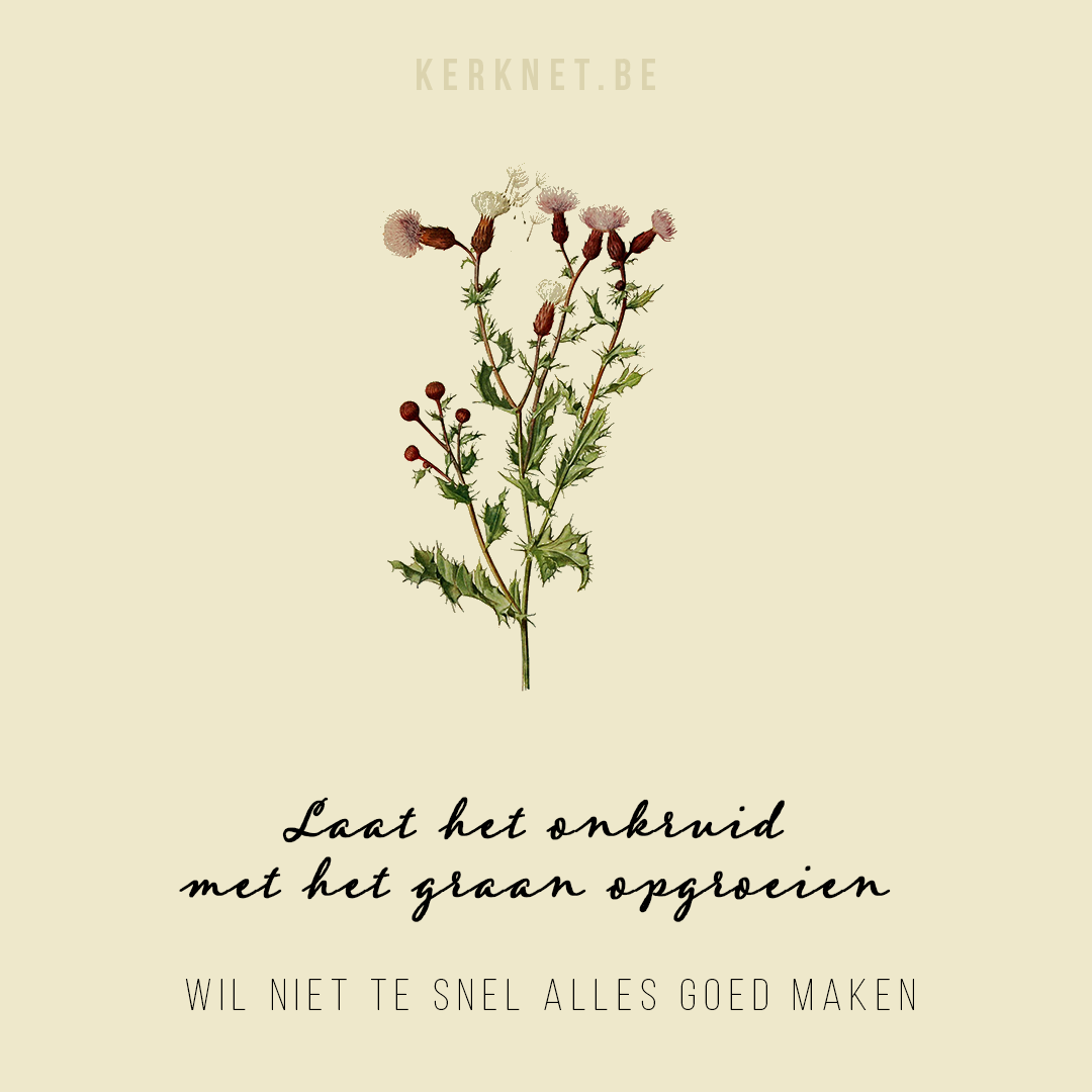Klik om te delen op Facebook © CC Biodiversity Heritage Library Laat het onkruid met het graan opgroeien - Wil niet te snel alles goed maken