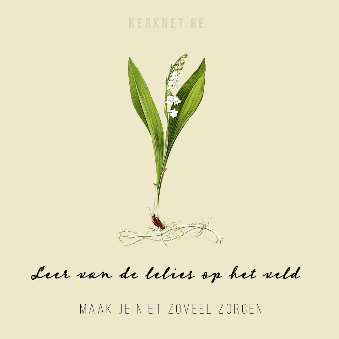 Klik om te delen op Facebook © CC Biodiversity Heritage Library Leer van de lelies op het veld - Maak je niet zoveel zorgen