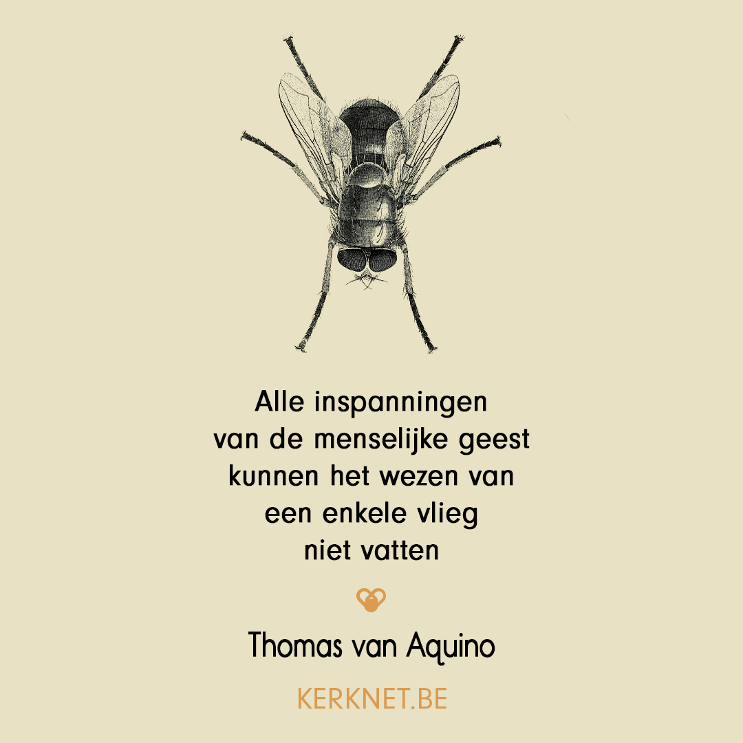Klik om te delen op Facebook Alle inspanningen van de menselijke geest kunnen het wezen van een enkele vlieg niet vatten, Thomas van Aquino