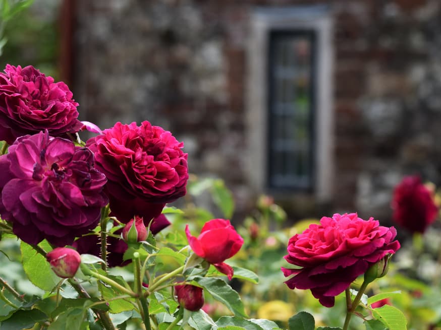 Roos - Rosa © Mark CC via Flickr