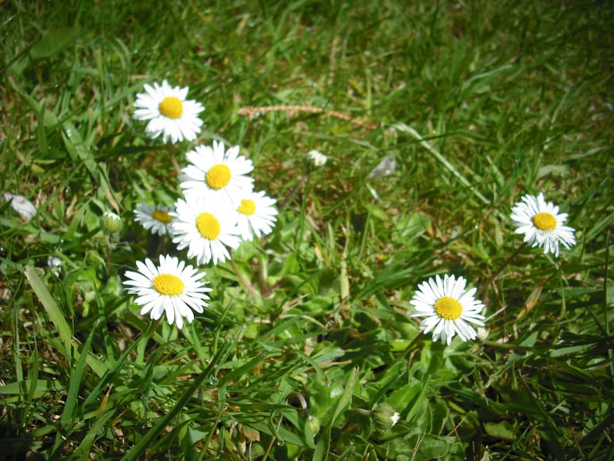 Madeliefje - Bellis perennis © Jolly Janner CC via Flickr
