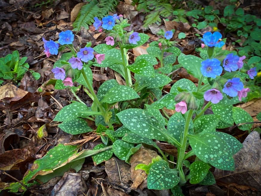 Gevlekt longkruid - Pulmonaria officinalis © Laura Blanchard CC via Flickr
