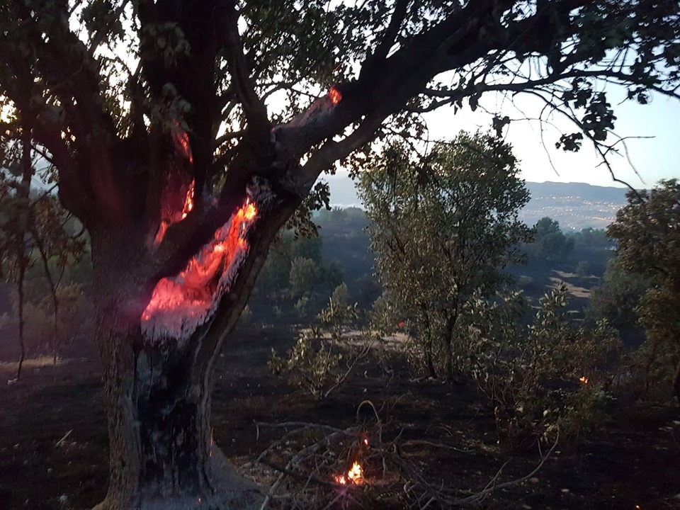 Des centaines d'arbres et plus de mille hectares de vignes sont tombés à ırnak © Facebook