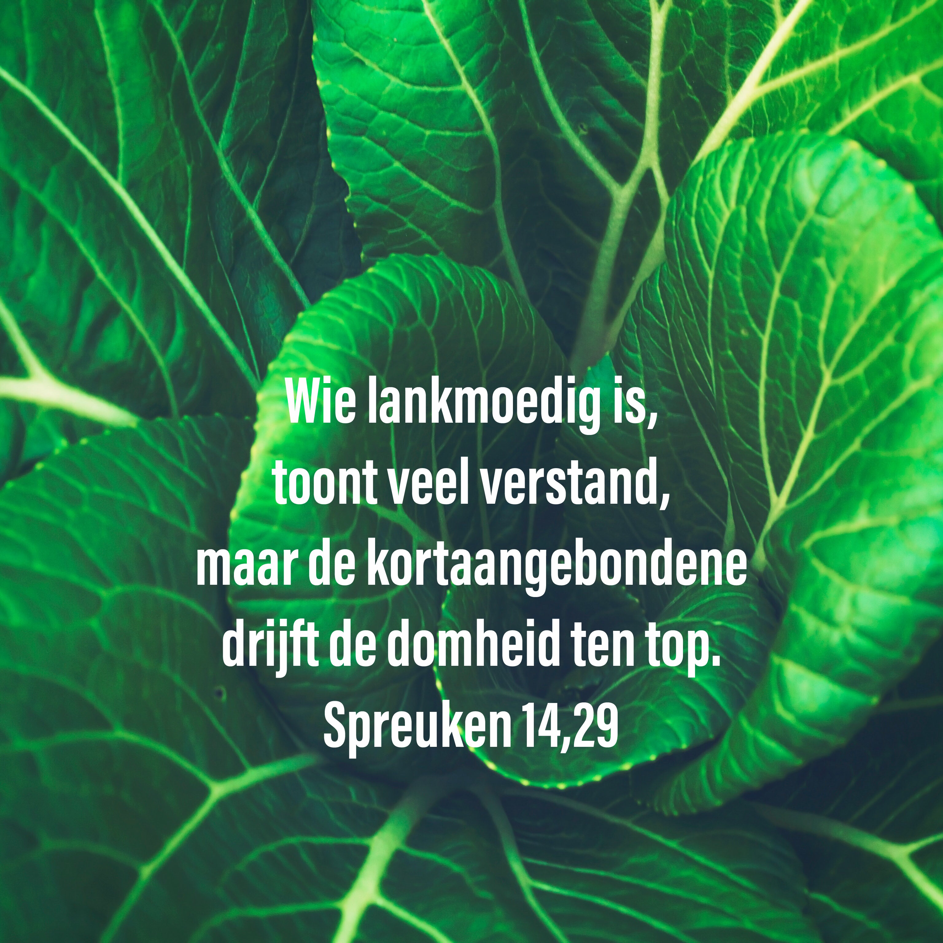 Lankmoedigheid, een prachtig vergeten woord. © Lieve Wouters Lankmoedigheid, een prachtig vergeten woord. © Lieve Wouters
