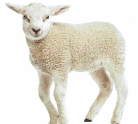 2e Zondag door het Jaar - zondag 18 januari 2026 © Alexander Vandaele