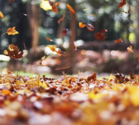 herfstpelgrimstocht © unsplash