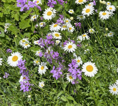 Bloemen (wilde) © ImeldaVB