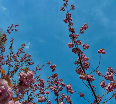 Bloesem © ImeldaVB