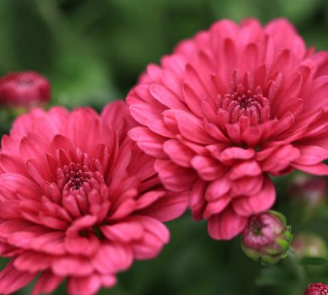 Chrysanten 