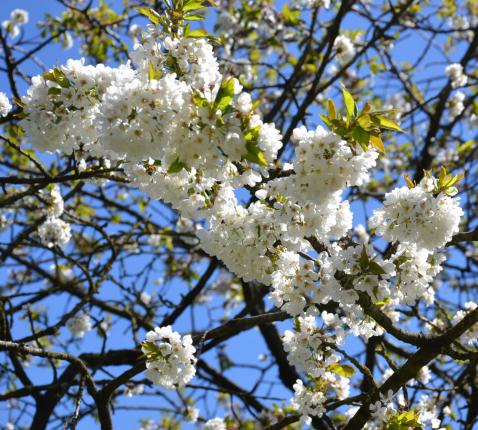 Lentebloesem © Karen Devroe