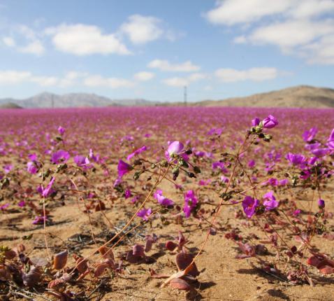 De steppe bloeit © -