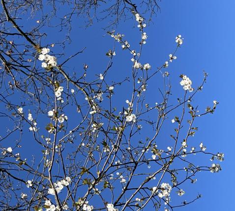 Eerste Communie © I.Van Bauwel