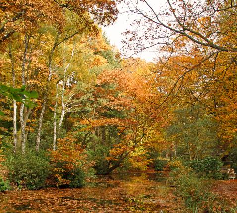 Herfst 