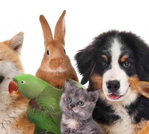 Dierenwijding Dikkele 