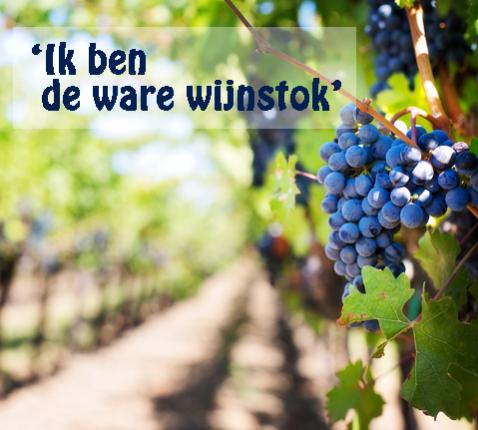Ik ben de ware wijnstok © Afbeelding van pexels via pixabay