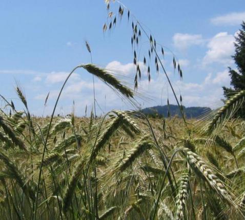 Kruisdagen © Kerknet