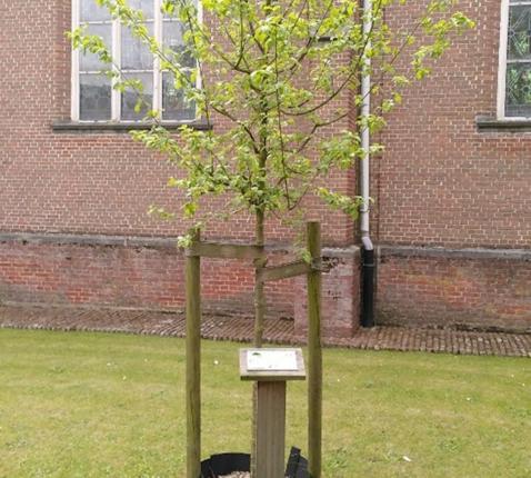 Laudatio Si'-boom in Tielen. © Jef Peeters