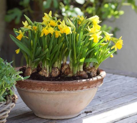 Taarten- en bloemenverkoop BD © OhGreen