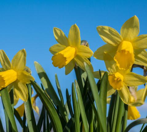 Pasen 2026 © Parochie Sint-Jan Berchmans