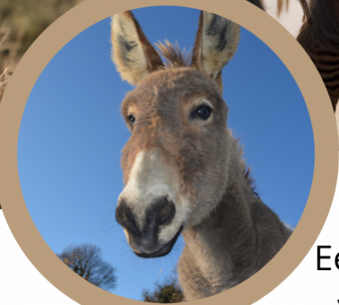 op stap met de ezel © canva