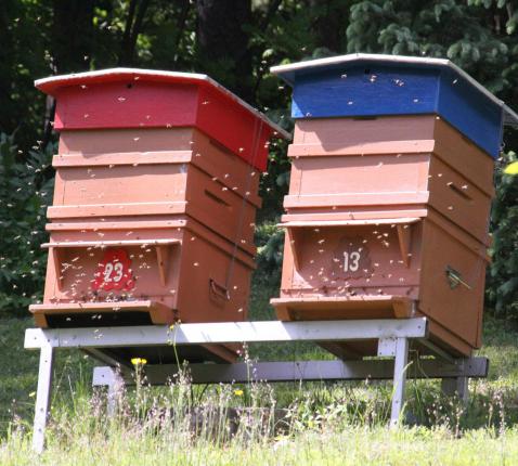 bijenkasten Zwitserland © Mia Verbanck