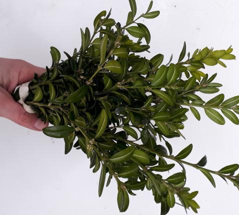 Palmtakken © Parochie Maldegem