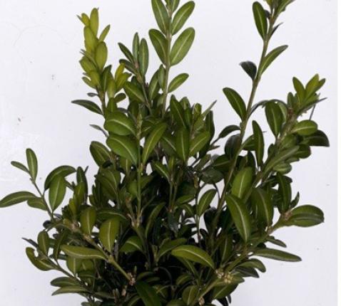 liturgie © past. zone oase