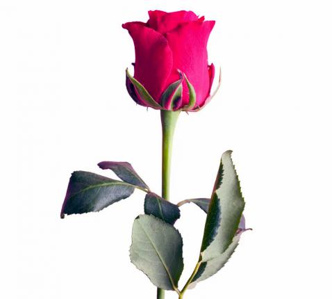 Rozenwijding 