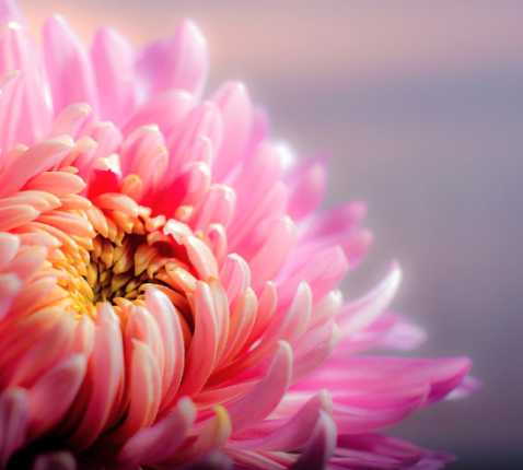 Chrysanten, onlosmakelijk verbonden met Allerheiligen. © Pixabay