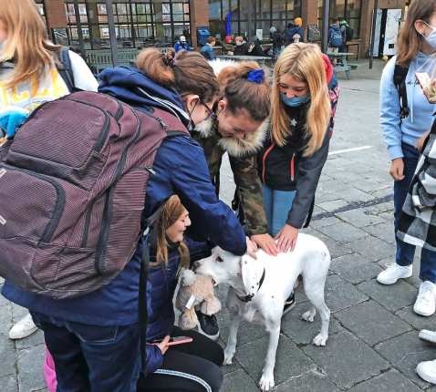 Op het VTI in Zeebrugge zwerft Flack rond, de hond van de directrice. De hond dient ook als bliksemafleider bij moeilijke gesprekken. © VTI Zeebrugge Havenschool