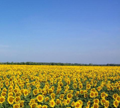 Een symbolische weergave van de vlag van Oekraïne, de zonnebloem is de nationale bloem van het land. 