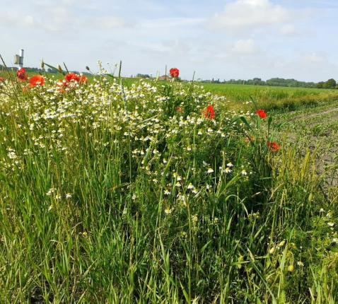 Bloemenweelde © cc rené