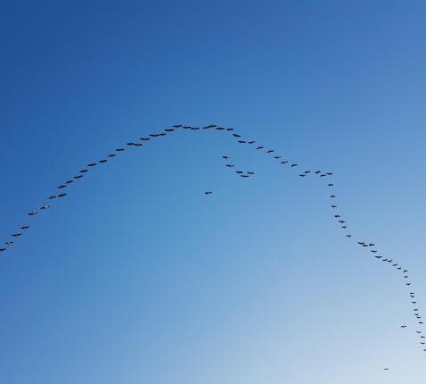 Vogels © Ilse Van Halst