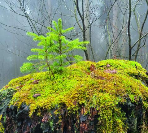 De Diocesane Diensten ondersteunen de twee territoriale vicariaten en staan ten dienste van wat er  lokaal groeit. © Ilse Van Halst