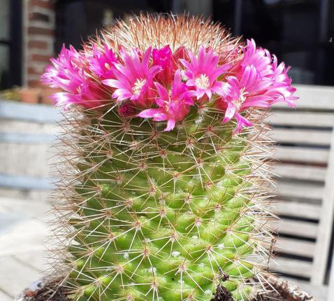 groeiproces © Pastorale Eenheid O.L.V. Krekedal Kortemark