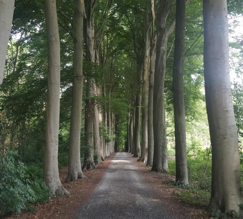 bomen 