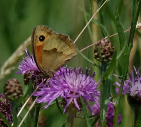 Ecologie (Hemelse Gaarde) 