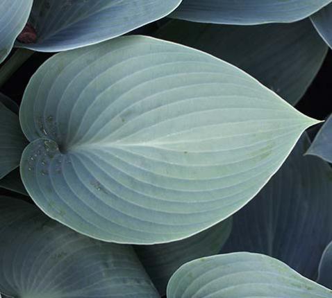 Hosta - Hosta © Agnieszka Kwiecien, Nova CC via Wikimedia Commons