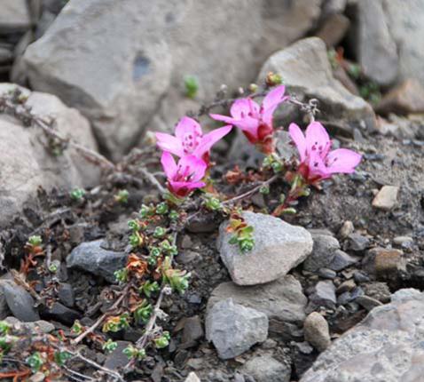 Rode steenbreek (Saxifraga oppositifolia): leven breekt door de rotsen in Spitsbergen, Noorwegen © Bjoertvedt CC via Wikimedia Commons