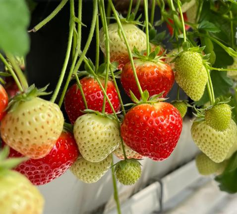 Een getuigenis dat blijft groeien – COOL op bezoek bij Alois en Chris © Lieve Van Gansen