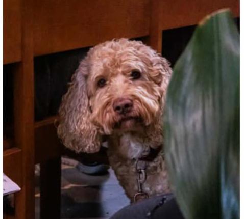 Dierenzegening 2025 4 © @statimvisum