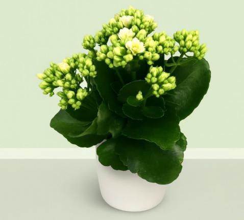 Broederlijk Delen 2026 