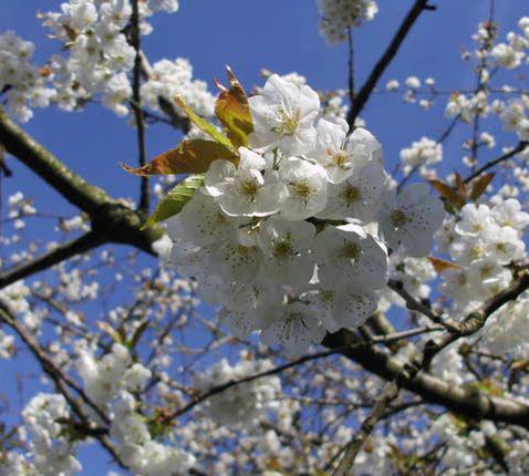 Lente… ook in je leven? © Danny Maenhaut