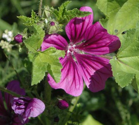 Je herkent groot kaasjeskruid aan de handvormige bladeren en de gestreepte magenta (soms roze) bloemen © Jelle Berends CC via Flickr