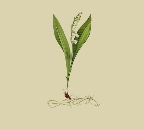 Lelietje-van-dalen - Convallaria majalis © CC Biodiversity Heritage Library