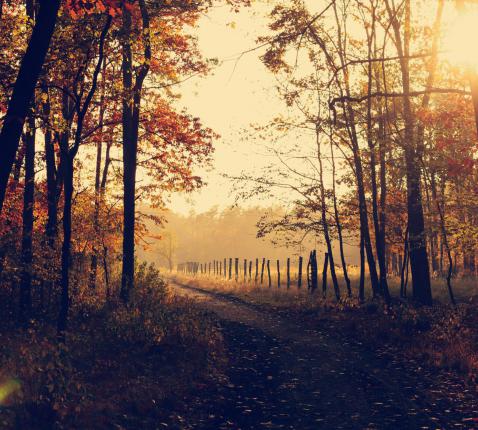 Herfstpelgrimswandeling Kwetsbaar krachtig © Photo by <a href="https://unsplash.com/@szmigieldesign?utm_source=unsplash&utm_medium=referral&utm_content=creditCopyText">Lukasz Szmigiel</a> on <a href="https://unsplash.com/photos/pathway-between-inline-trees-during-golden-hour-ps2daRcXYes?utm_source=u