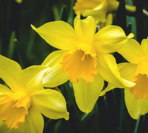 Pasen! © pexels David Jakab