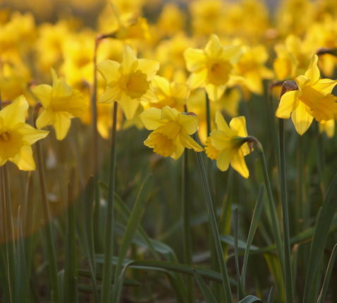 narcissen © Alexander Vandaele